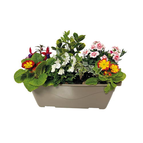 JARDINIÈRE DE PRINTEMPS 5 PLANTES - 40CM