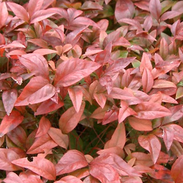 2 x Bambou sacré – Nandina domestica, 40-60 cm pot