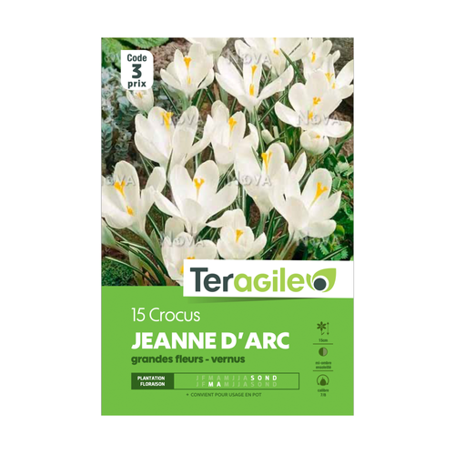 BULBES DE CROCUS 'JEANNE D'ARC' GRANDES FLEURS - VERNUS - TERAGILE® - X15