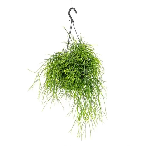 Pour vos projets extérieurs：Rhipsalis Cassutha suspension Ø14xH40 cm