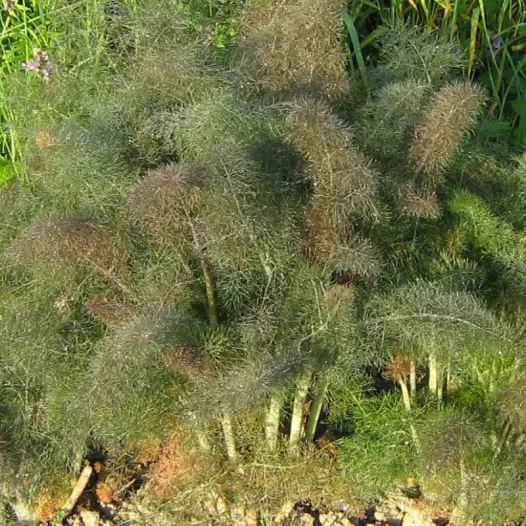 Bronze venkel zaden bio | Aromatische kruidenzaden