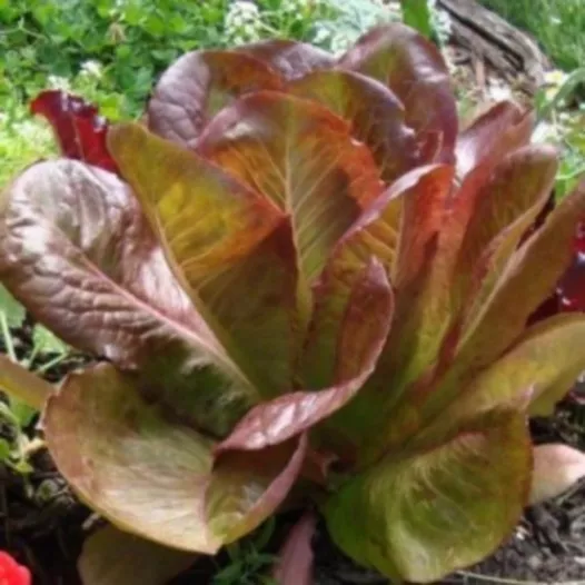 Bio zaden van Bindsla (Winter-) rood