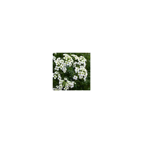 Pour mieux organiser votre jardin：Hutchinsia - Le pot de 10,5 cm