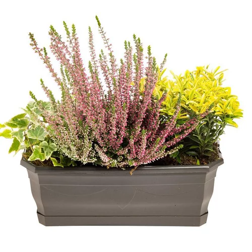 Utile au jardin：Composition d'exterieur mélange non gelif - La jardinière de 30 cm