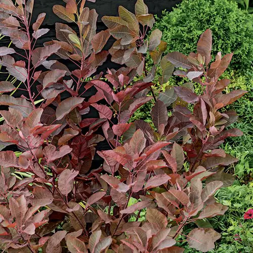 Le jardin au quotidien：Arbre à perruques ‘Grace’ rouge. Le pot de 7L