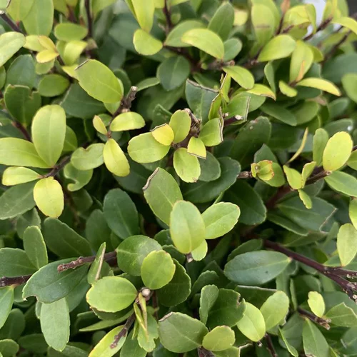 Pour vos projets：Houx crénelé Dark Green vert. Le pot de 7,5 litres, forme boule