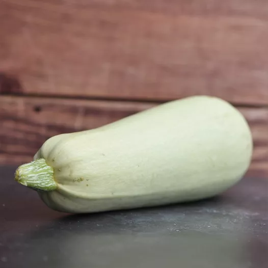 Biologische zaden van Courgette witte uit Egypte