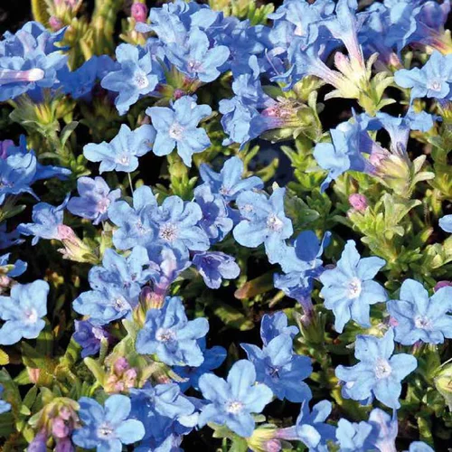 Pour un jardin plus pratique：Lithodora - Le pot de 9 x 9 cm