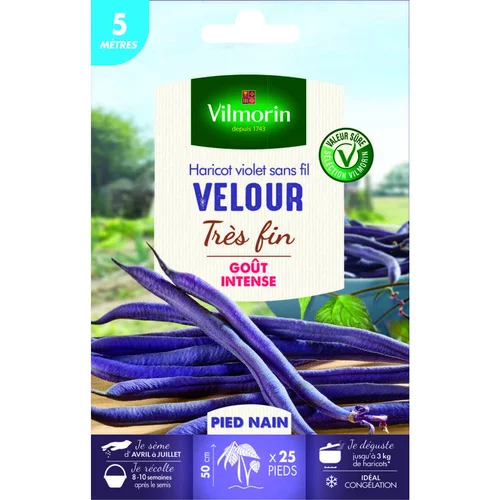 Pour le jardin：Graines de haricot nain Velour Vilmorin - graines à semer