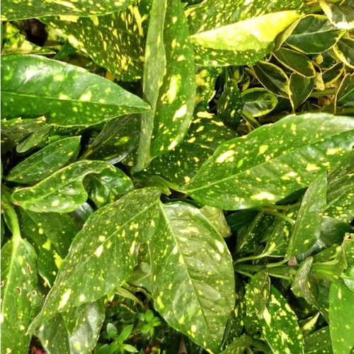 Style extérieur：Aucuba Japonica Crotonifolia jaune 30/40 cm en pot de 3 L