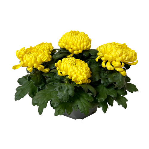 CHRYSANTHÈME COUPE - 25CM