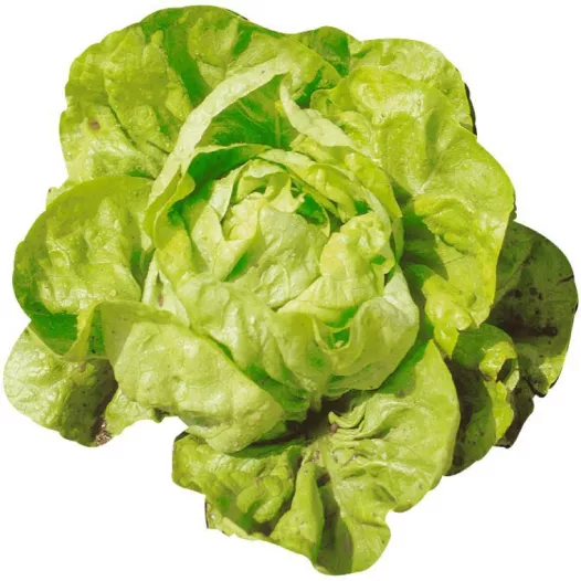 Biologische zaden van Kropsla Kagraner