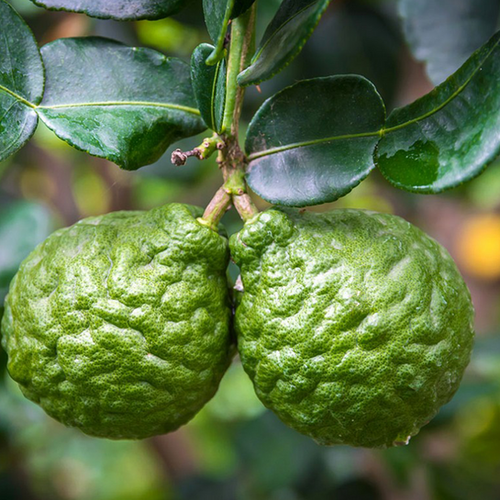 COMBAVA (CITRUS HYSTRIX) - POT DE 5L - 1/4 TIGE