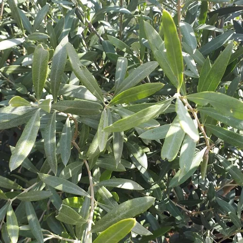 Un atout pour le jardin：Olivier (Olea Europea). Le pot de 90 litres, 30/40 cm
