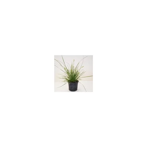 Pour personnaliser vos extérieurs：Pennisetum Alop.Little Bunny - Le pot de 1 litre