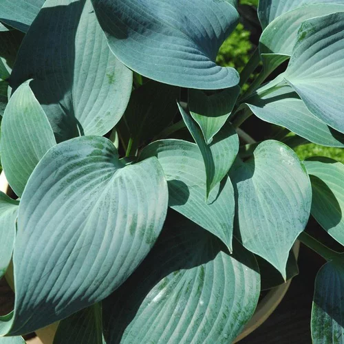 Jardin en pratique：Hosta Blue Angel bleu botanic®. Le pot de 2 litres