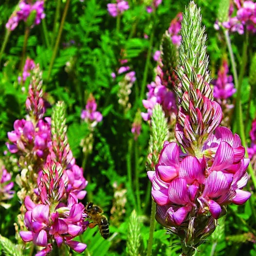 Sainfoin | Semences bio d'engrais vert