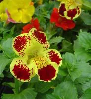 La solution pour votre jardin：Mimulus - Le pot de 10.5 cm