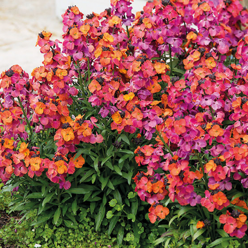 FAUSSE GIROFLÉE - WINTER ORCHID - POT 2L