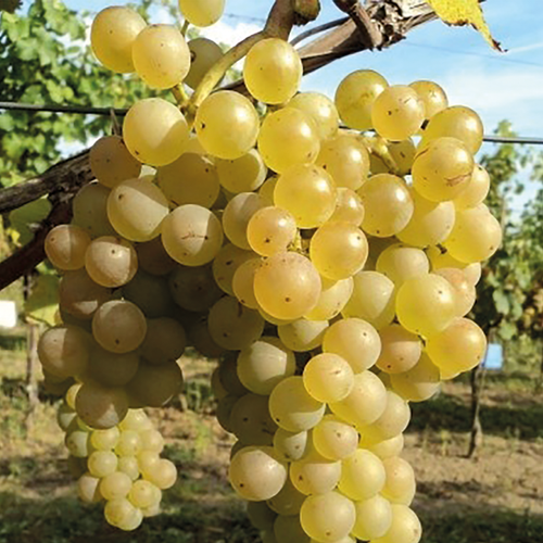 VIGNE DE TABLE NOAH (RAISIN FRAISE) - POT 3L