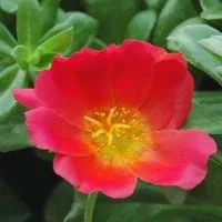 Maison et jardin：Pourpier à fleurs simples - Le pot de 6 litres
