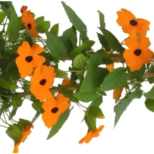 Jardin à organiser：Plantes annuelles grimpantes - Le pot de 2 litres