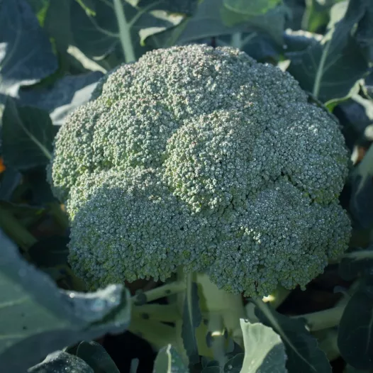 Brocoli Kool Rasmus