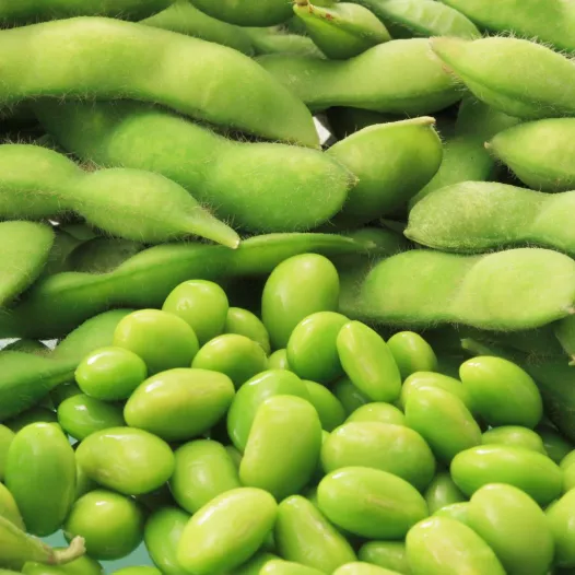 Semences bio de Soja à grains jaunes (Edamame)