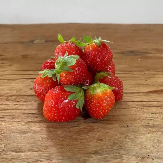 Bio Aardbeipoot "Mara des bois" - 25 poten - kaliber B
