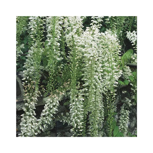 Accessoire pour le jardin:Glycine FLORIBUNDA ALBA. Le pot de 3 litres
