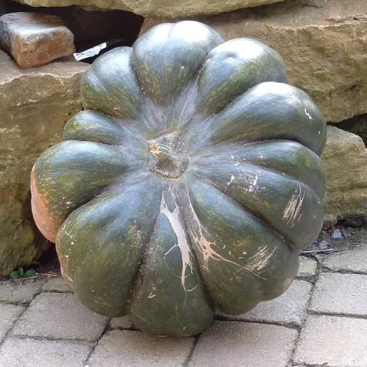 Graines bio de Courge musquée d'Hiver de Provence