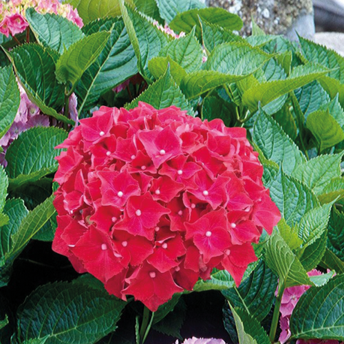HORTENSIA ROUGE - POT 5L