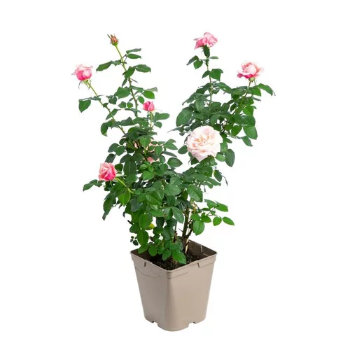 Déco au jardin：Rosier parfumé coloris rose Delbard® - 5 L
