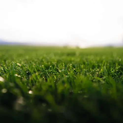 Pour vos aménagements extérieurs：Gazon naturel résistant à la sécheresse en rouleaux Les Gazons de la Hardt - prix pour une surface achetée totale de 301 à 450 m²