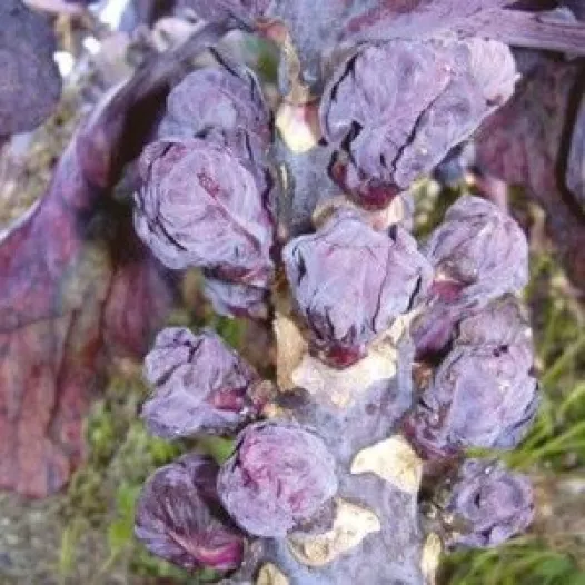 Bio zaden van Spruitkool Rubine