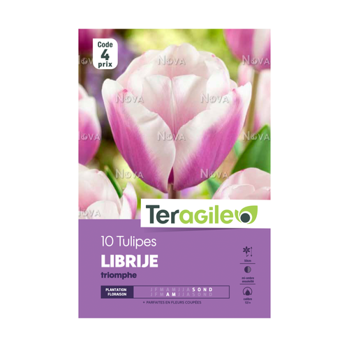 BULBES DE TULIPES 'LIBRIJE' TRIOMPHE - TERAGILE® - X10