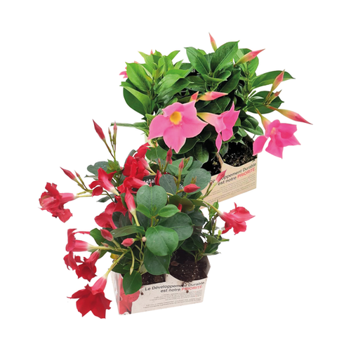 DIPLADENIA - PACK DE 4 MOTTES