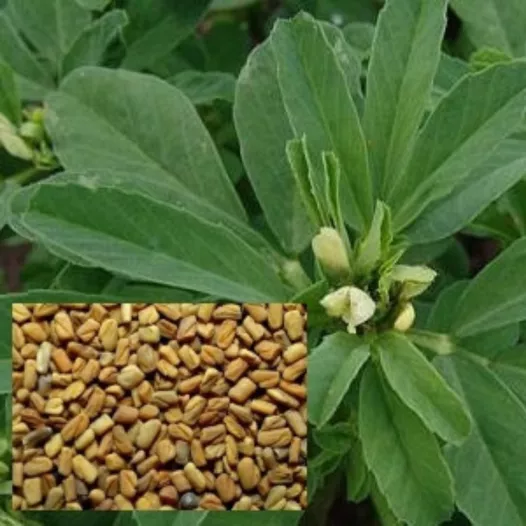 Fenugrec | Aromatiques