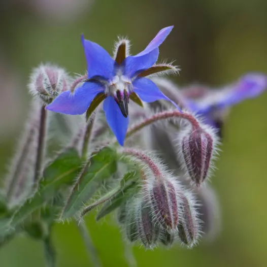 Graines de Bourrache bio | Graines aromatiques