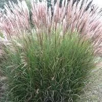 Jardin & maison：Miscanthus Sinensis - Le pot de 1 litre