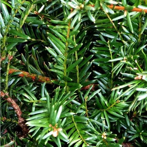 Espace vert malin：Taxus Baccata Boule en pot de 18 L