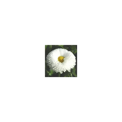 Pour compléter vos extérieurs：Pâquerette - La jardinière