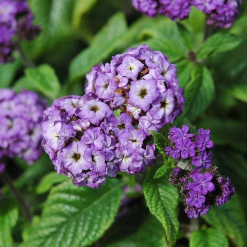 Espace vert essentiel：Héliotrope ou Herbe de Saint-Fiacre à fleurs bleues - Le pot de 4,5 litres