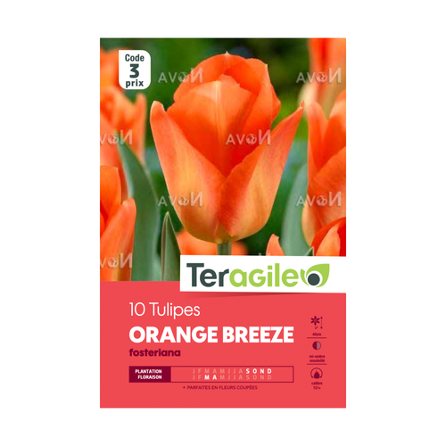 BULBES DE TULIPES 'ORANGE BREEZE' FOSTERIANA - TERAGILE® - X10