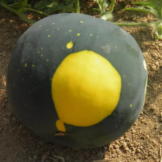 Semences bio de Pastèque Lune Etoile