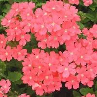 Jardin maison：Verveine retombante. La suspension de 28 cm