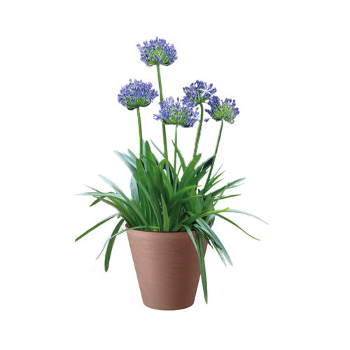 AGAPANTHE BRILLANT BLUE® - POT 3L