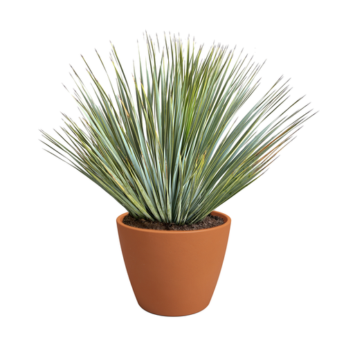 YUCCA ROSTRATA - POT DE 15L - H40/60CM