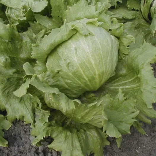 Bataviasla Iceberg « Saladin »