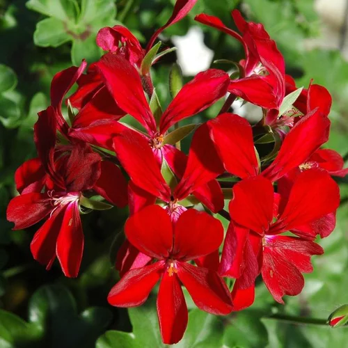 Jardin pour tous：Géranium Lierre Simple à fleurs multicolores - La suspension Ø 26 cm